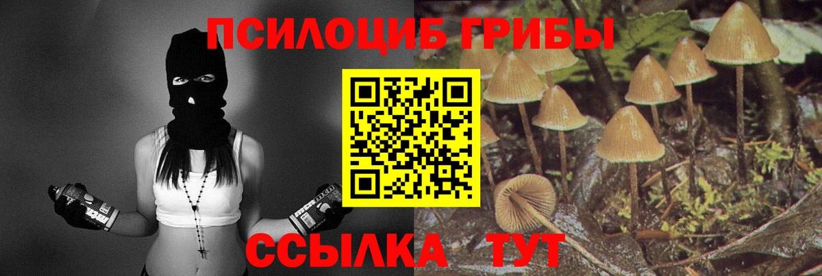 Ливны  где продают наркотики  Псилоцибиновые грибы мицелий  Вход с VPN  Псилоцибиновые грибы Cubensis 